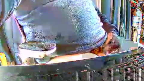 Gabu online show from 12/15/25, 09:46