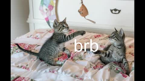 Kitty online show from 10/19/25, 08:42