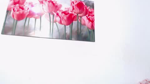 pinky_f00x online show from 04/11/26, 08:02