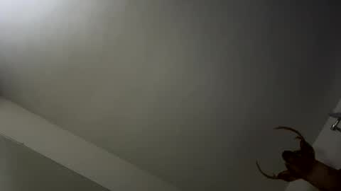 playerpleasure online show from 11/09/25, 03:49