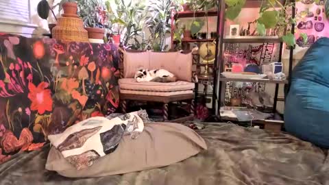 Goddess Pluto online show from 01/31/25, 11:13