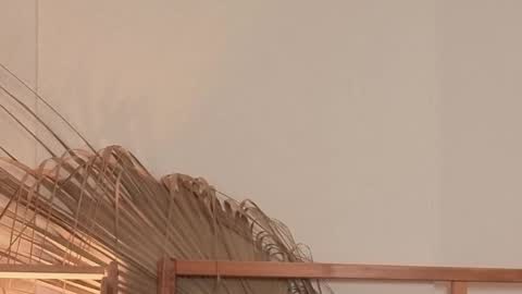 Polina online show from 04/24/26, 05:54