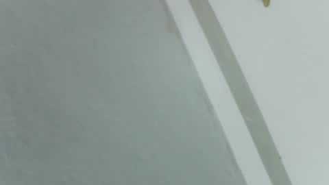 Rose online show from 11/14/25, 08:24