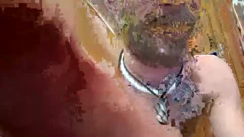 prettysolidd7 online show from 12/02/24, 02:42