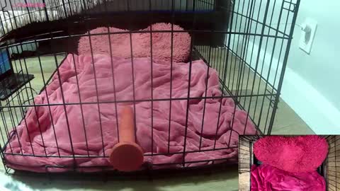 Snapshot of princessjuliaxo4 chatting on 02/03/26, 02:53 PrIncessJulia0X online show from 02/03/26, 02:53