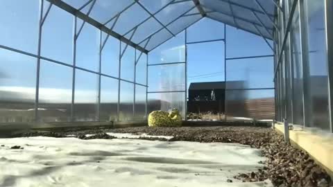 Queen of Pain online show from 03/09/25, 10:30