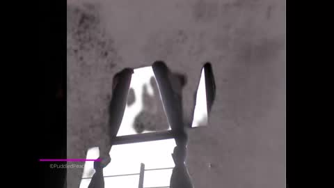 puddled_wonderland online show from 01/06/25, 01:52