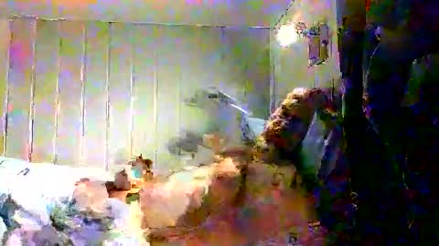 real_viking1 online show from 12/17/25, 07:58