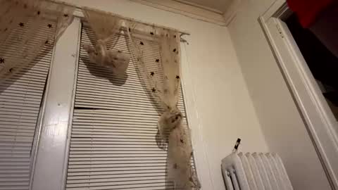 Snapshot of realdrewreynolds chatting on 12/11/24, 05:53 tranzGODess online show from 12/11/24, 05:53