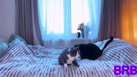   DianaBrite            fansl y online show from 01/09/26, 11:57