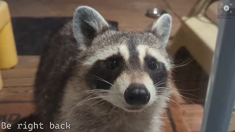 Snapshot of rndmzd chatting on 02/05/25, 02:37 Ryan aka KeylimeRy online show from 02/05/25, 02:37