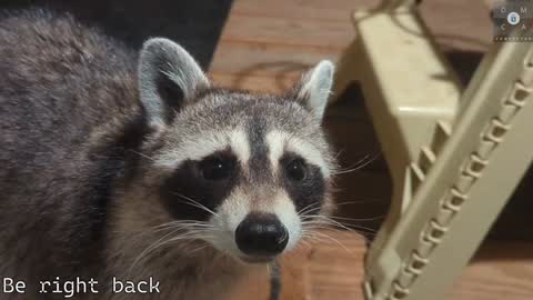 Snapshot of rndmzd chatting on 02/05/25, 05:53 Ryan aka KeylimeRy online show from 02/05/25, 05:53