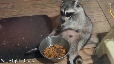 Snapshot of rndmzd chatting on 02/28/25, 08:31 Ryan aka KeylimeRy online show from 02/28/25, 08:31