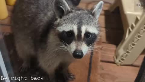 Snapshot of rndmzd chatting on 09/21/25, 11:56 Ryan aka KeylimeRy online show from 09/21/25, 11:56