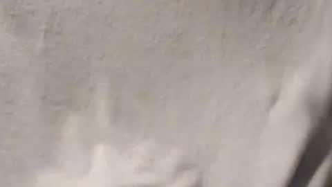 Penoso online show from 01/14/26, 03:01