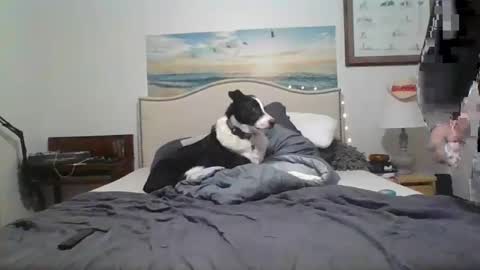 salsbud2022 online show from 02/28/25, 02:53