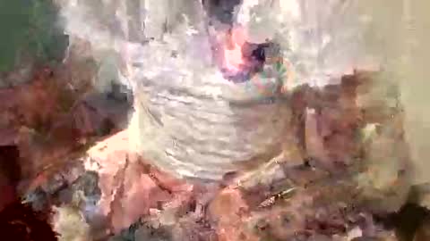 samboiamtho online show from 11/01/25, 01:07