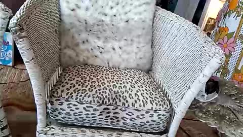 samboiamtho online show from 04/03/26, 06:06