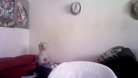 Snapshot of sammy_mcklain chatting on 03/01/26, 03:36 sammy_mcklain online show from 03/01/26, 03:36