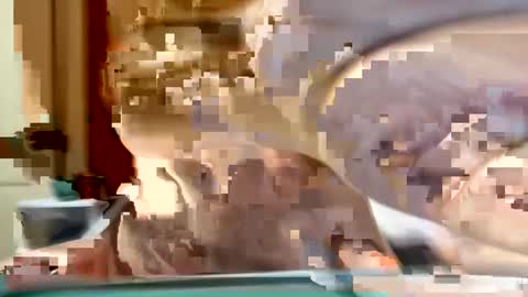 Snapshot of sexyy_red08 chatting on 11/02/25, 06:49 sexyy_red08 online show from 11/02/25, 06:49