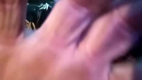 Shamroc online show from 02/25/25, 12:55