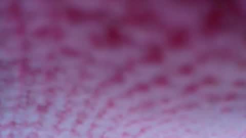 shelsyzevee_ online show from 10/23/25, 04:50