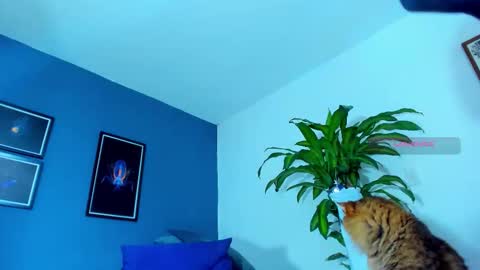 silvabranko online show from 11/01/25, 12:12