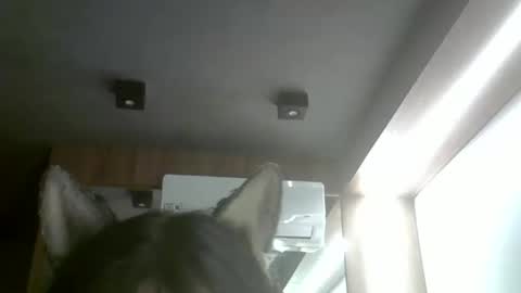 skinnykittencam online show from 02/01/26, 04:00