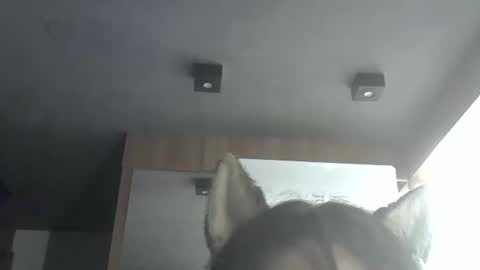 skinnykittencam online show from 02/09/26, 10:41