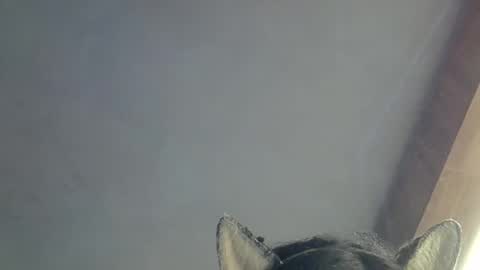 skinnykittencam online show from 03/15/26, 09:48