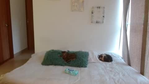      online show from 02/28/26, 08:43