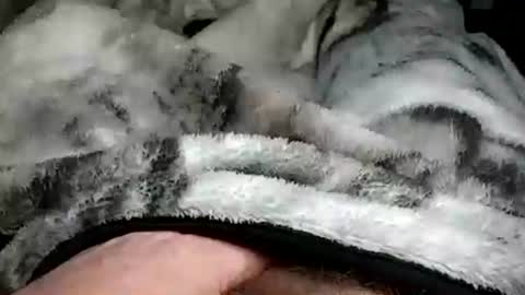 stargazor online show from 12/20/24, 10:05