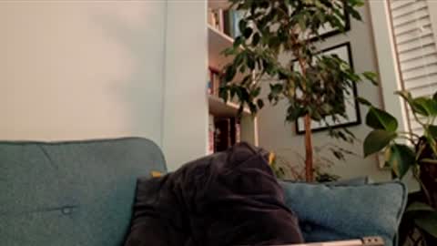 steedmont online show from 03/14/26, 09:31