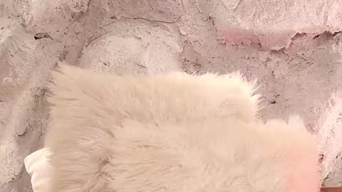 S T E L L A online show from 02/01/26, 11:42