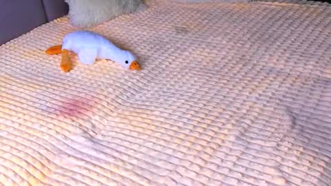 Alice online show from 11/02/25, 03:47