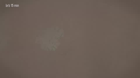 TAANNI online show from 03/20/26, 12:32