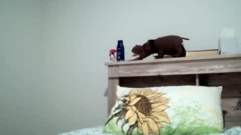 Snapshot of the_sam_ chatting on 02/08/25, 01:54 the_sam_ online show from 02/08/25, 01:54