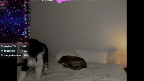 Snapshot of theselina_kyle chatting on 01/25/25, 04:13 Selina Kyle online show from 01/25/25, 04:13