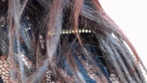 Snapshot of tinakay1 chatting on 12/17/24, 12:11 tinakay1 online show from 12/17/24, 12:11