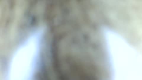 tinypecker6 online show from 06/08/26, 05:57