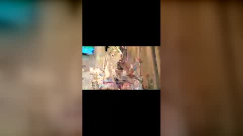 Trishia00 online show from 12/04/25, 11:19