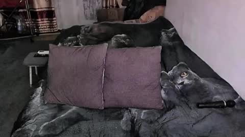 Lana online show from 01/17/26, 09:18