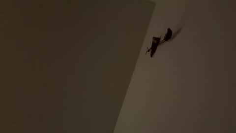 walter204 online show from 11/09/25, 08:18