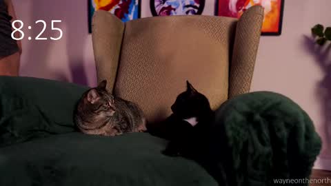 waynenorth online show from 02/22/26, 03:21