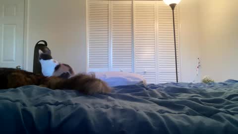 weedwacker43 online show from 02/26/25, 10:53