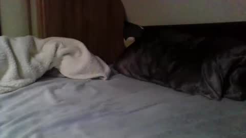 papa bear online show from 02/09/25, 03:56