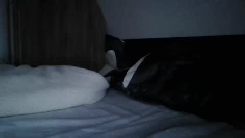 papa bear online show from 02/11/25, 09:56