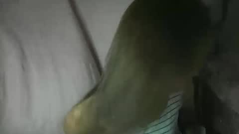 Snapshot of yourlenda chatting on 02/03/26, 02:11 Glenda online show from 02/03/26, 02:11