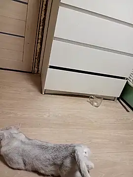 Linda Gregory online show from 02/18/26, 11:33