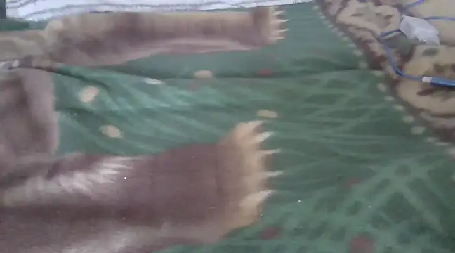 Snapshot of zorritasuperhot chatting on 02/09/25, 05:33 zorritasuperhot online show from 02/09/25, 05:33